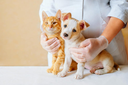 Causes of Motion Sickness in Pets (Dogs & Cats)