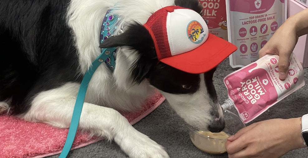 milk_pouch_superzoo_dog