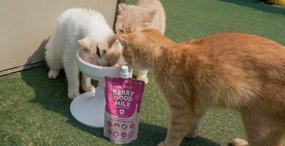 milk_pouch_bowl_drink_cat