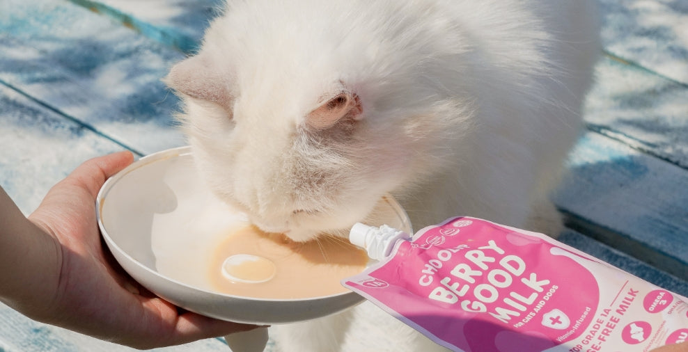 milk_pouch_liquid_cat