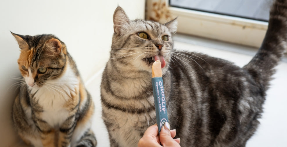 eyes_stick_lickable_popcycle_cats