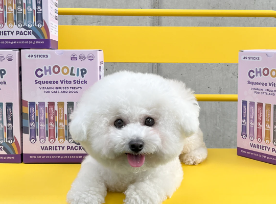 vaiety_box_dog