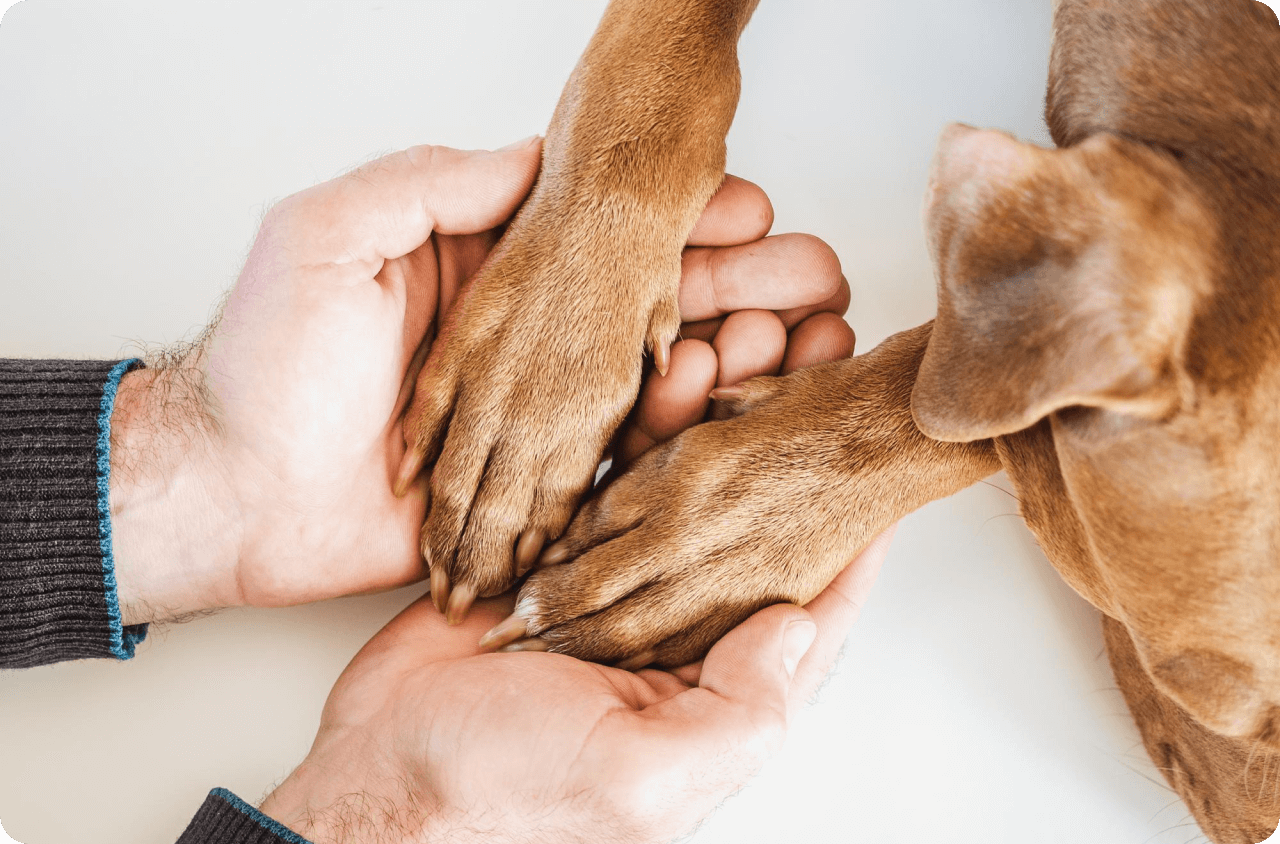 dog_hand_friend