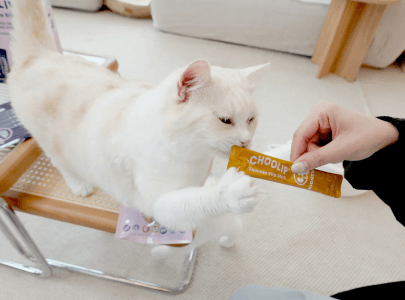 treats_kidney_stick_cat