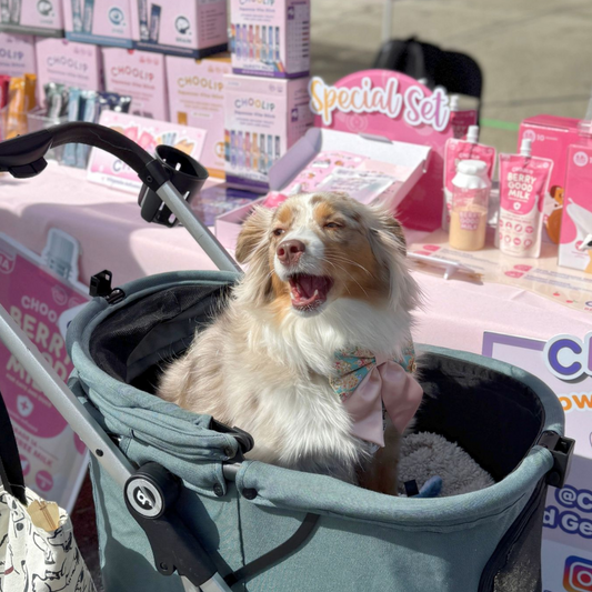 Dog visiting Doggie Spring Filing