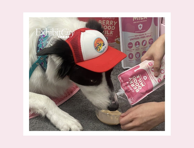 Exhibit City : SUPERZOO 2024 Drives Pet Retail Success