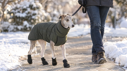 A short-haired whippet in a high-collared winter coat and dog boots walking on a leash along a snowy sidewalk