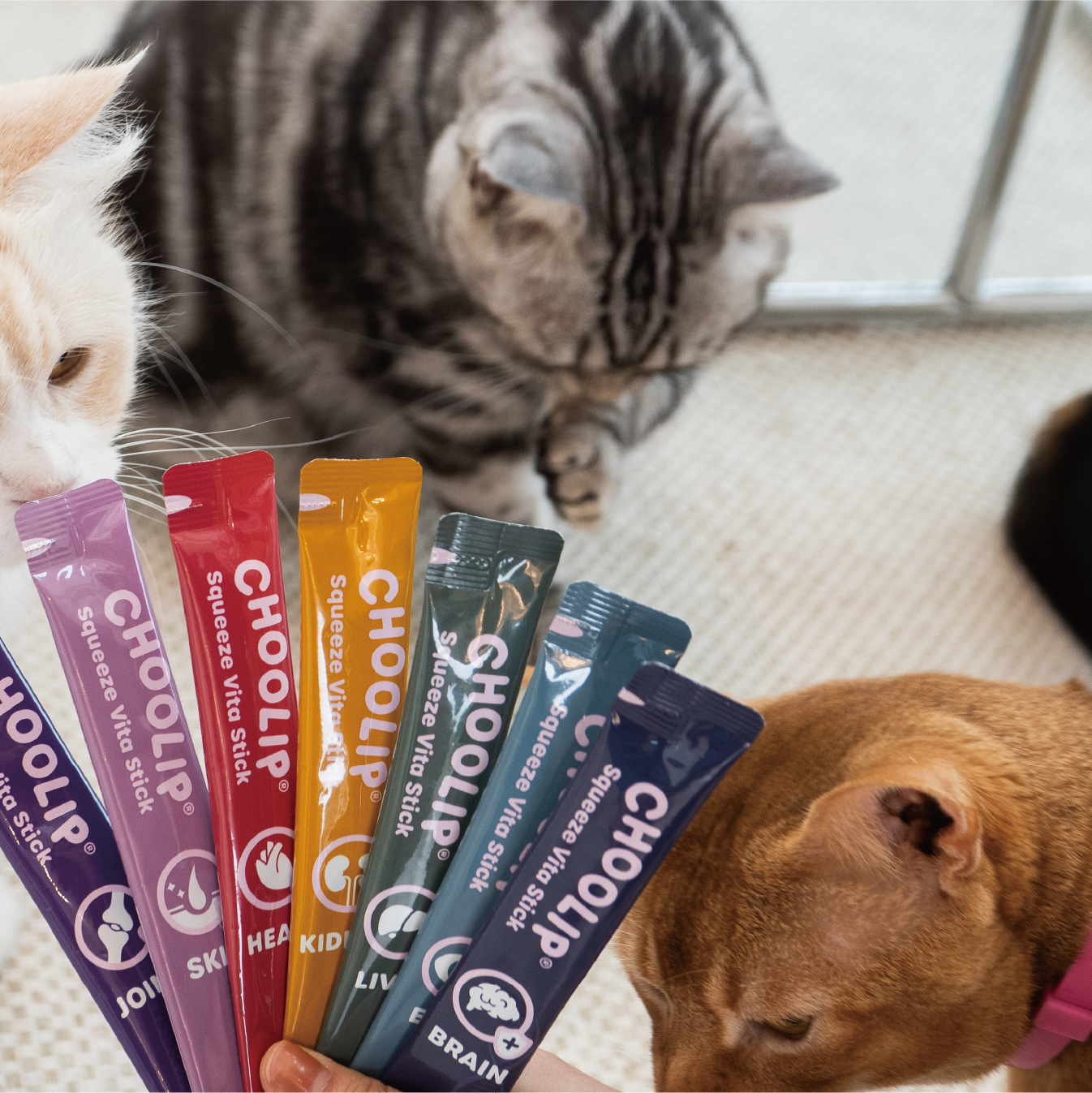variety_sticks_cats