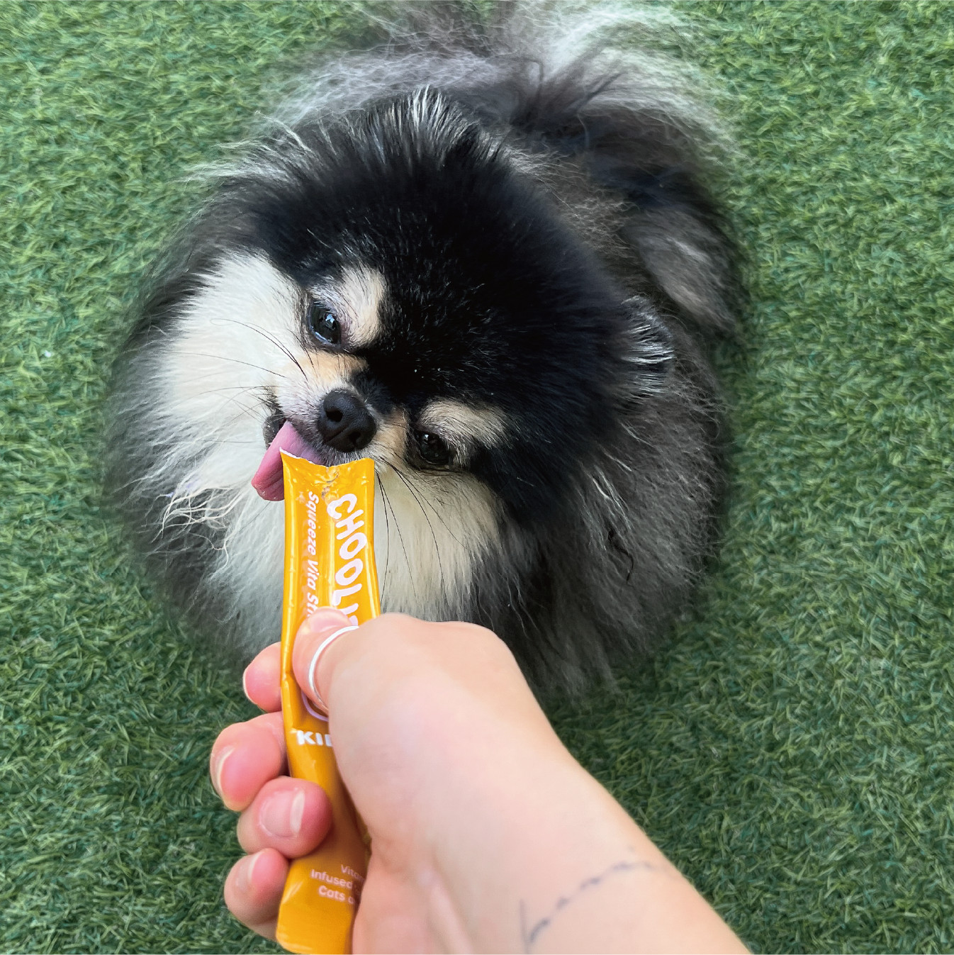 kidneys_stick_dog