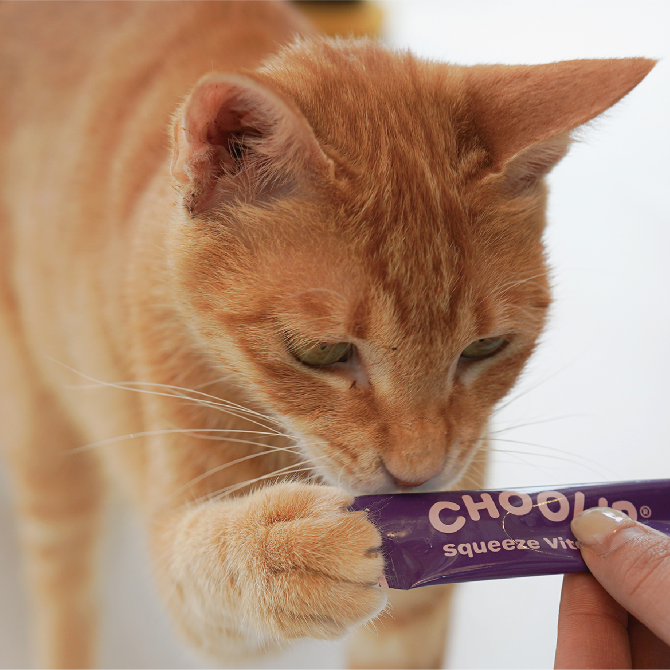 joint_stick_cat