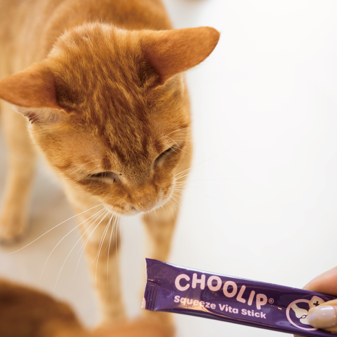 joint_stick_cat