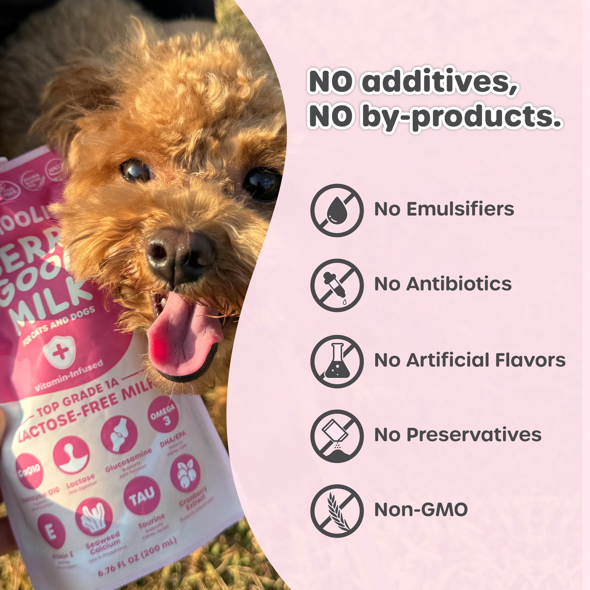 Dog holding a berry good milk with health benefits listed on a pink background