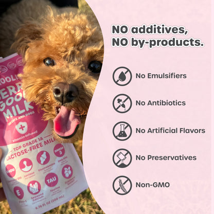 Dog holding a berry good milk with health benefits listed on a pink background