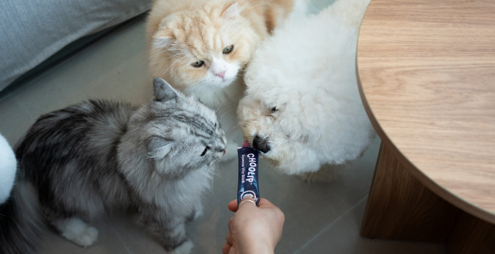 brain_stick_dog_cats