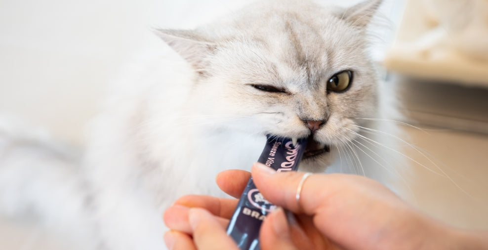 brian_stick_cat