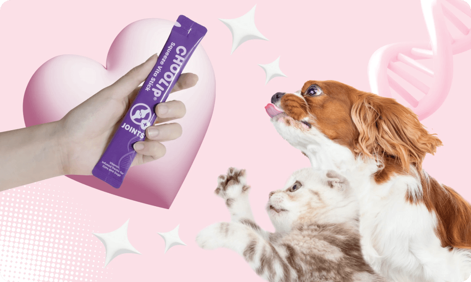 choolip_joint_stick_cat_dog
