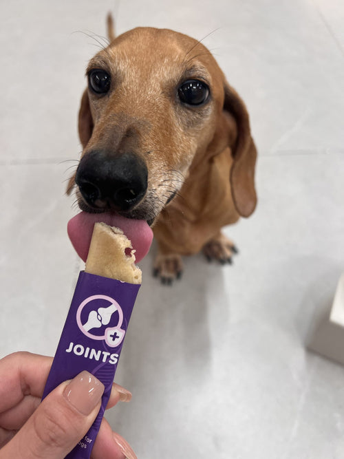A dachshund licking a stick