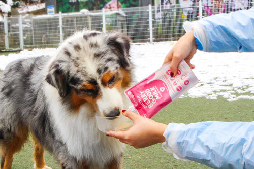 An Australian Shepherd being hand-fed milk