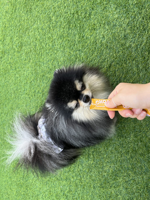 A Pomeranian taking a stick from a hand on the grass