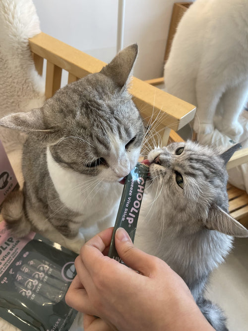 Two cats sharing a stick