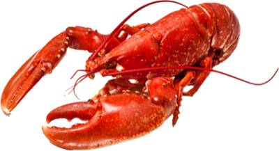 Lobster