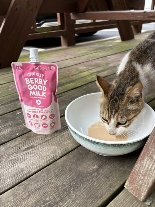 A tabby drinking milk on a deck