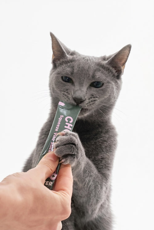 A gray cat with a Liver stick
