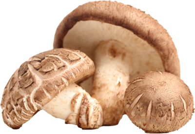 Shiitake Mushroom