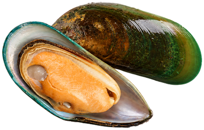 NZ Green Mussel