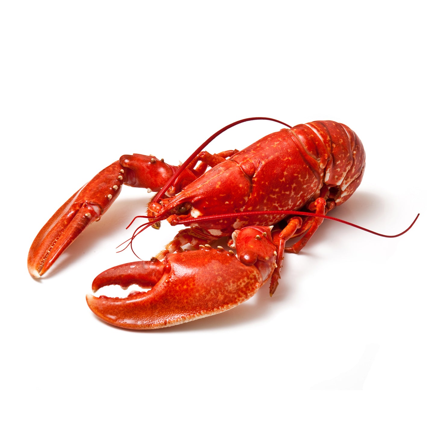 lobster_ingredient_fresh_food