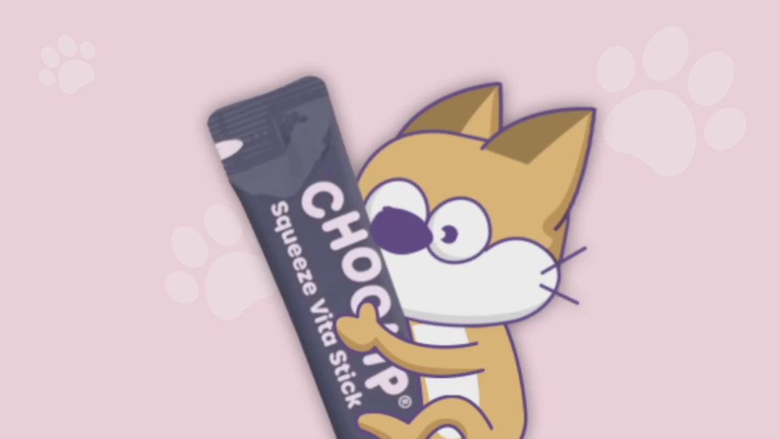 choolip_stick_appeal_video